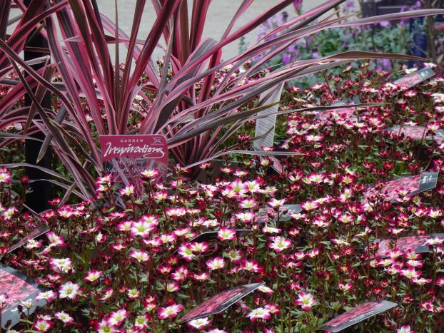 Cordylines and saxifrage