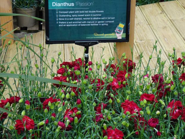 Dianthus Passion