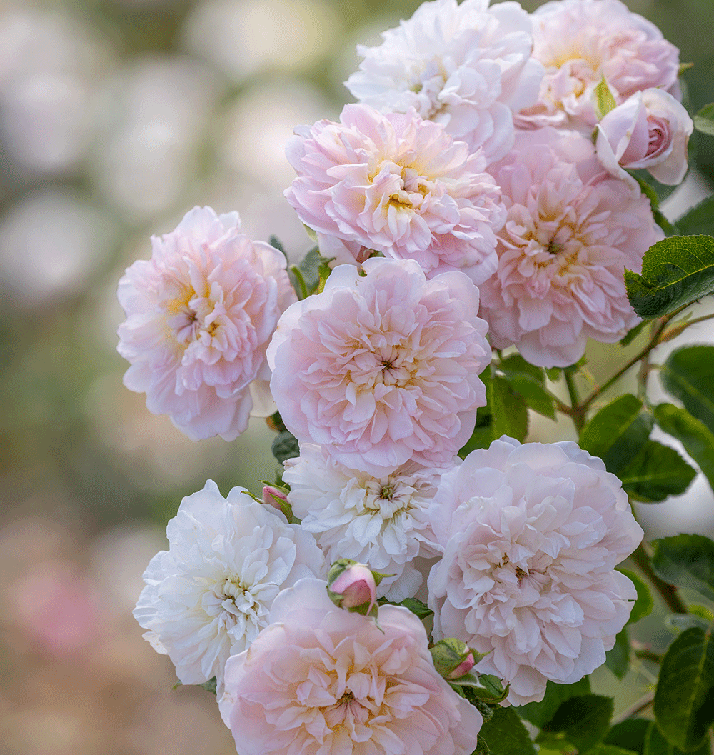 Rose Elizabeth from David Austin