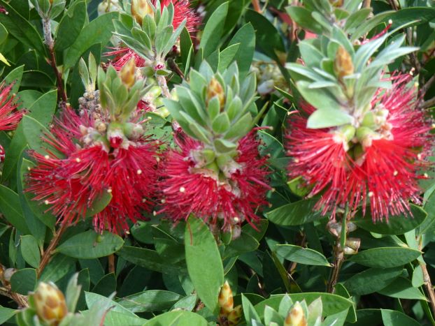 Callistemon laevis