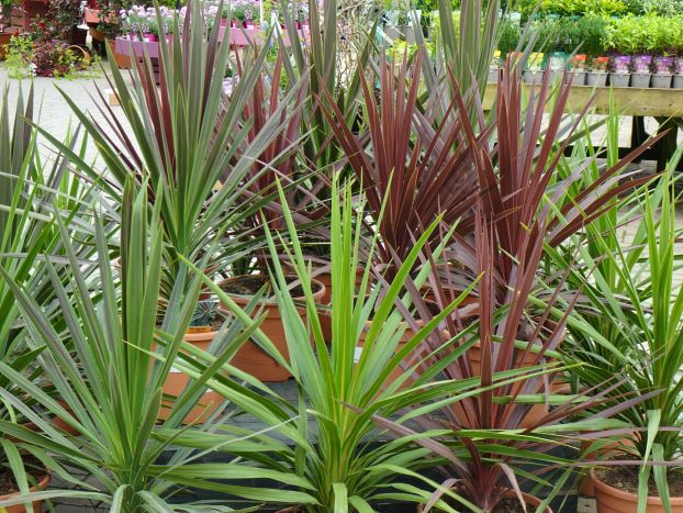 Cordylines