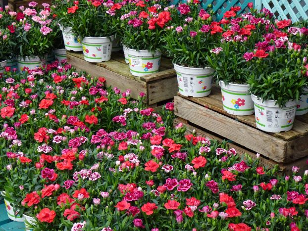 Dianthus, bedding