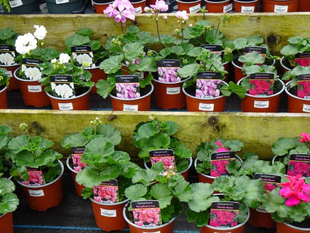 Bedding geraniums