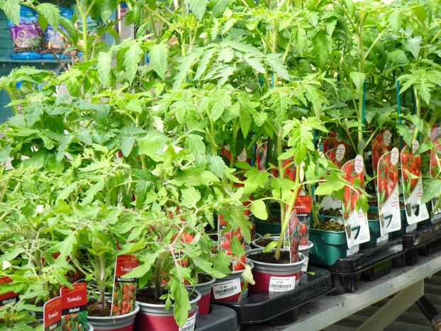 Tomato plants