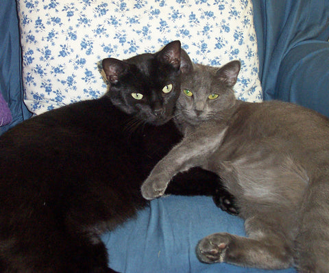 Josh and Heather Cuddle Cats