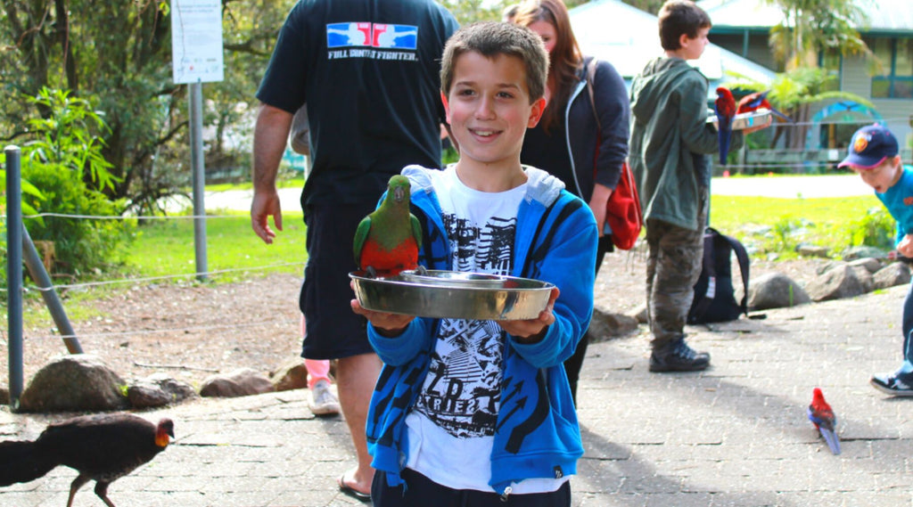 A boy smiling and holding a plate of bird food out. He has a king parrot feeding from the plate at Lamington National Park.