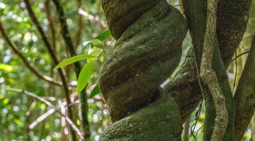 A green mossy twisted vine at Lamington National Park