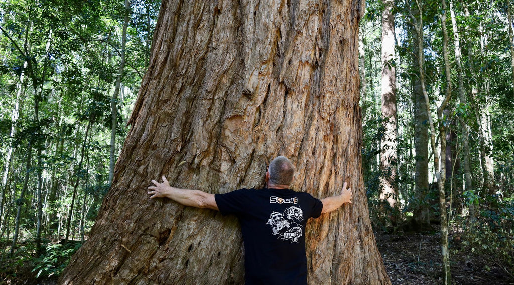 FREE THINGS TO DO IN COFFS HARBOR | MAN HUGGING A GIANT TREE