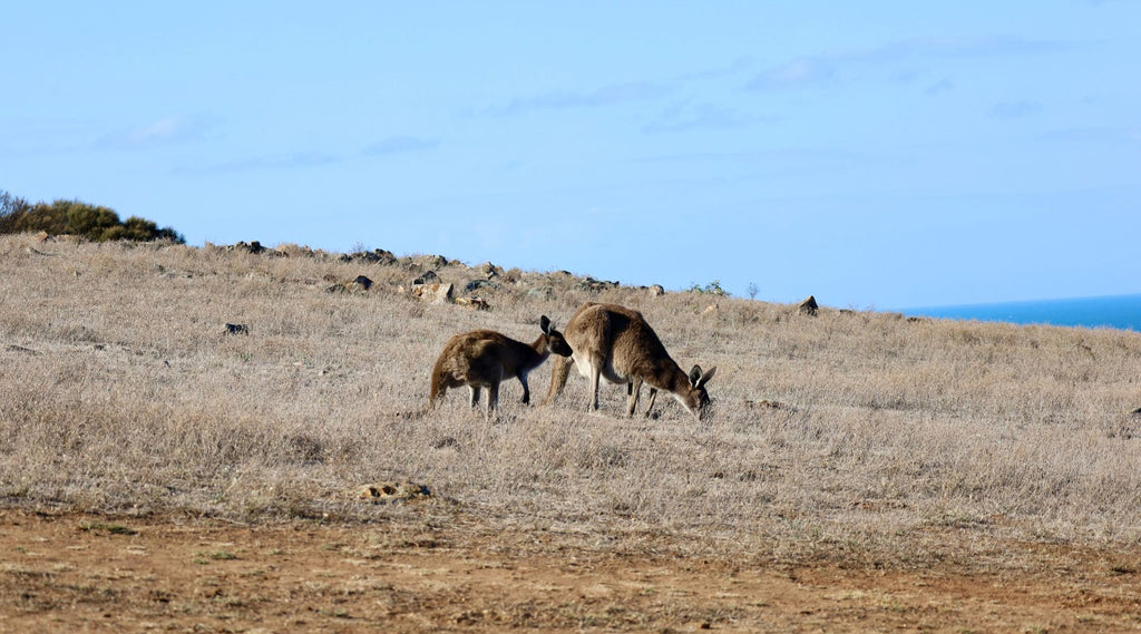 WESTERN GREY KANGAROO'S ON THE FLEURIEU PENINSULA