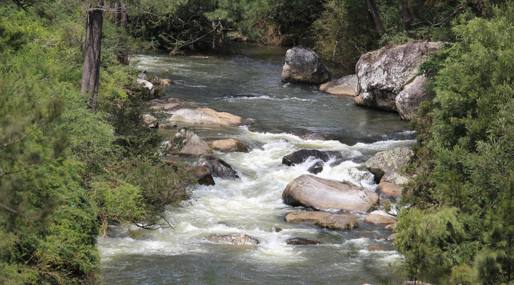 Flowing river at BOSSBERRIES AT DORRIGO