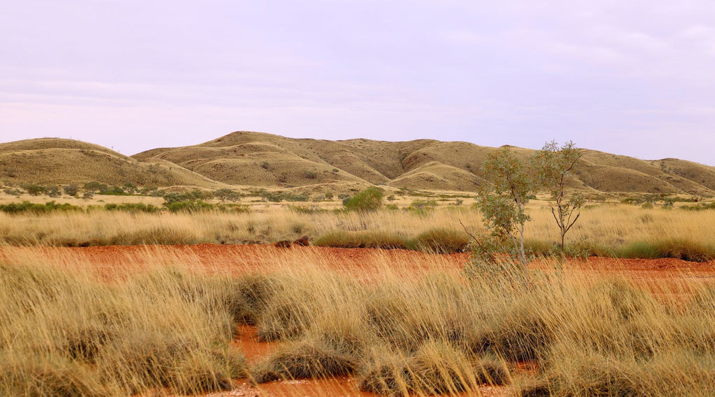 SPINIFEX PILBARA SUNRISE WOOLGOOLGA OFFROAD