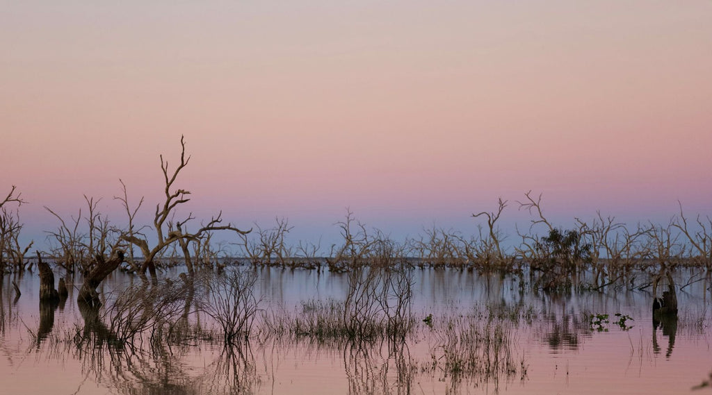 SUNSET OVER LAKE PAMAMAROO WITH TREES