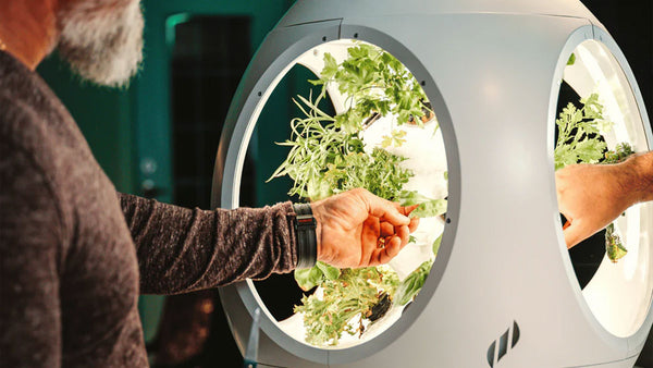 Man reaching for a plant inside of a Rejuvenate Smart Indoor Garden