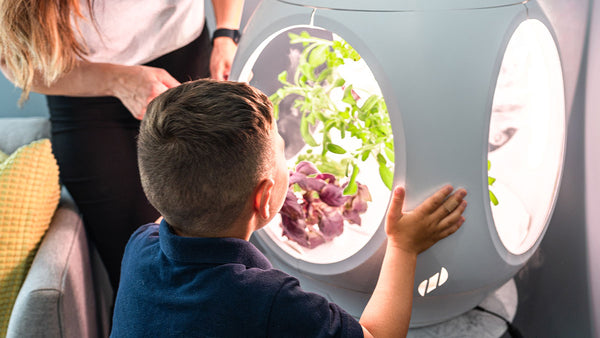 A child looking into a Rejuvenate Indoor Garden