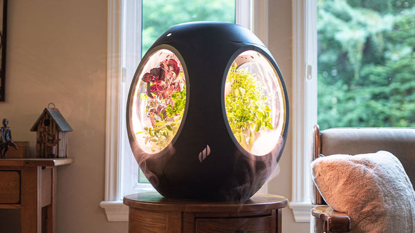 Rejuvenate Smart Indoor Garden in a living room, emitting fog.