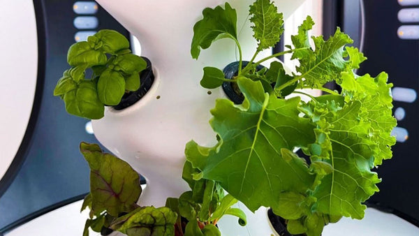 Herbs inside of a Rejuvenate Indoor Garden