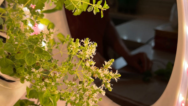 Closeup of herbs in a Rejuvenate Indoor Garden