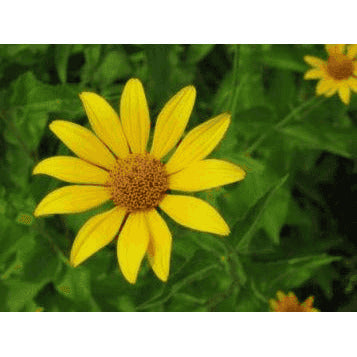 Heliopsis helianthoides (False Sunflower)  Natural Communities LLC