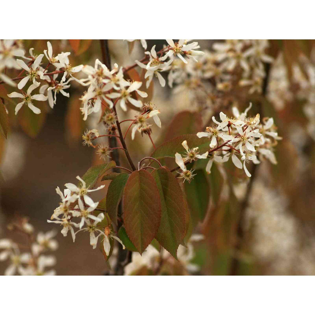 downy serviceberry