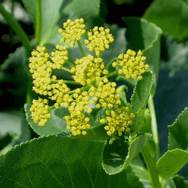 Zizia aptera (Heart-leaved Meadow Parsnip)