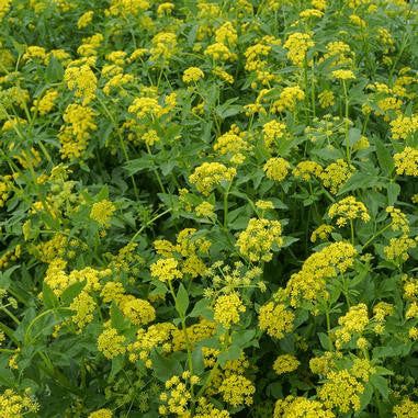 Zizia aurea (Golden Alexanders) – Natural Communities LLC