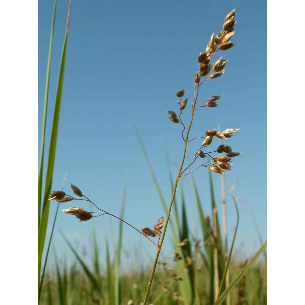 Hierochloe odorata (Sweet Grass) Buy Native Plants, Native Shrubs