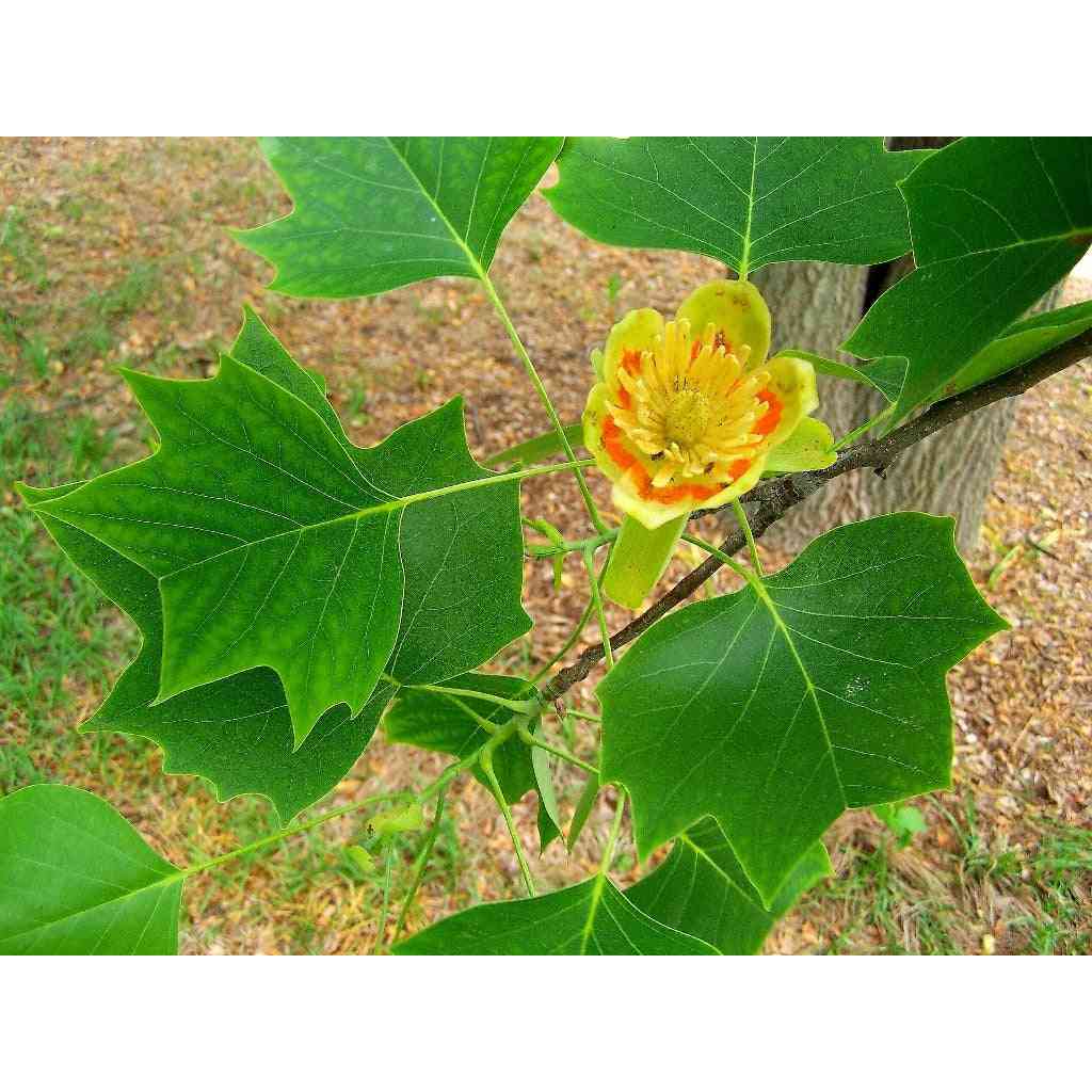 Liriodendron tulipifera (Tulip Tree) – Natural Communities LLC