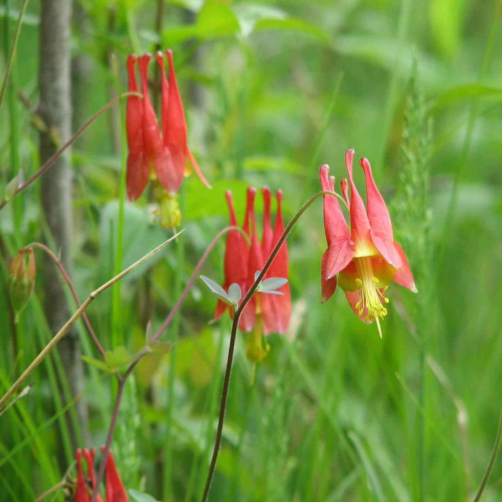 Aquilegia canadensis (Wild Columbine) Buy Quality Native