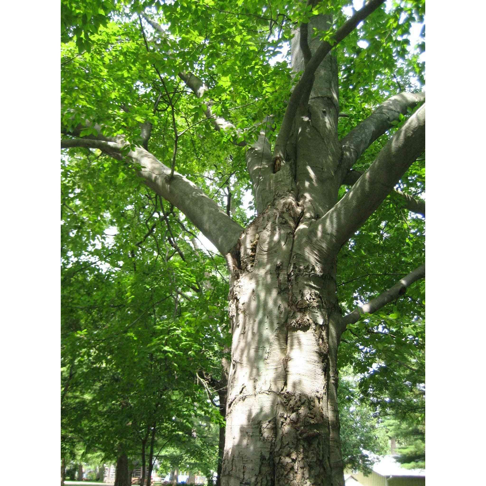 Бук дерево фото. Бук дерево. Бук крона. Бук крупнолистный. Fagus grandifolia.