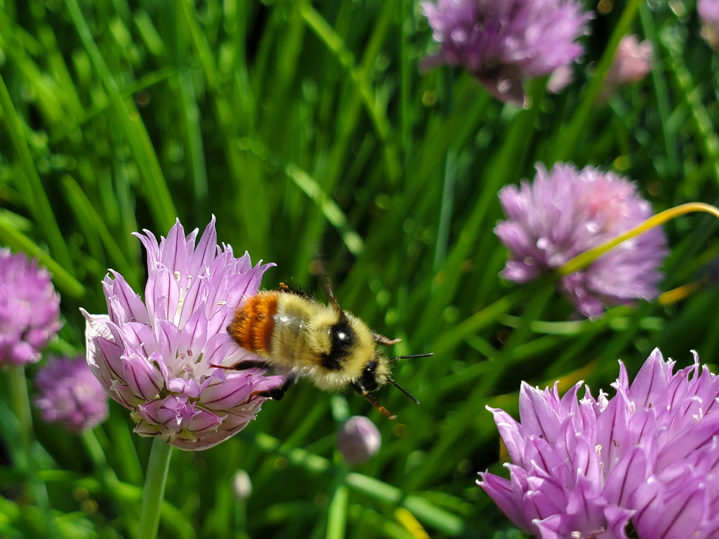 A bumblebee leaps from chive blossom.