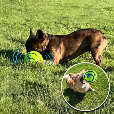 balle-chien-stimulation