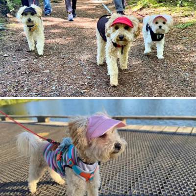 casquette-pour-chien-promenades