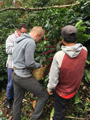 Ein Bild von drei Männern auf einer Kaffeeplantage, die Kaffeekirschen von den Zweigen pflücken. Die Männer sind konzentriert bei der Arbeit und tragen Shorts und Pullover. Im Hintergrund sind üppige grüne Kaffeepflanzen zu sehen, die eine malerische Kulisse bilden.