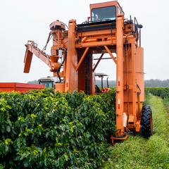 Eine große Erntemaschine fährt über eine Kaffeeplantage und erntet Kaffeekirschen.