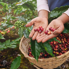 Zwei Handflächen zeigen ein paar rote Kaffeekirschen. Darunter ist ein Korb gefüllt mit anderen Kaffeekirschen zu sehen. Grüne Blätter von Kaffeepflanzen ranken um den Korb herum.