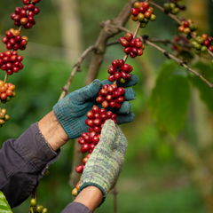 Zwei behandschuhte Hände streifen reife, rote Kaffeekirschen von dem Ast einer Kaffeepflanze ab..