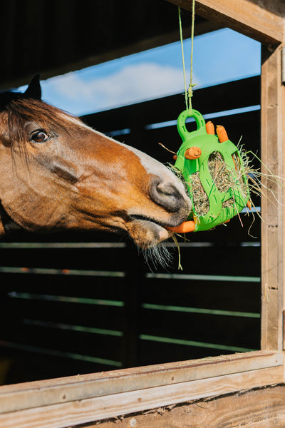 A brown horse touching his nose to a Jolly Hay ball filled with carrots and hay