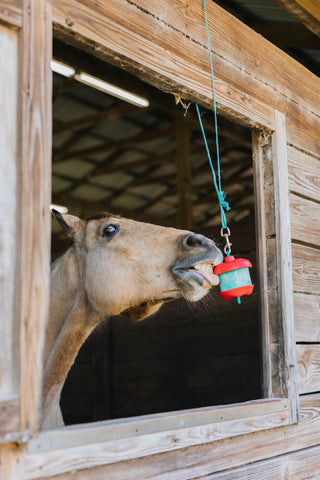 A blonde horse licking an apple flavored Jolly Stall Snack in an open stall window