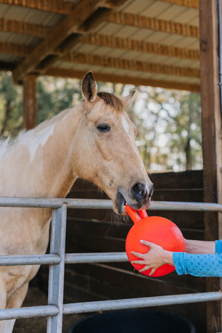 A blonde and white horse grabs the handle of an orange Jolly Ball in his mouth