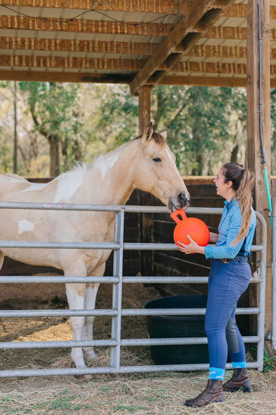 Caitlin holding the handle of an orange Jolly Ball up to a blonde and white horse as he tries to hold it in his mouth