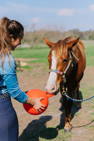 A brown horse with a halter and lead rope bites the handle of an orange Jolly Ball that Caitlin holds for him