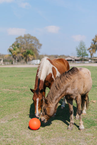 A brown and white horse and an all brown horse sniff at an orange Jolly Ball in a field