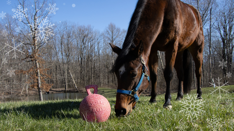 Horse with Jolly Horse Ball in field