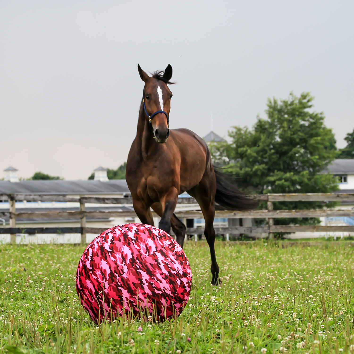 Nose It Horse Treat Ball & Toy Dispenses Grain, Pellets & More — Hay Pillow®
