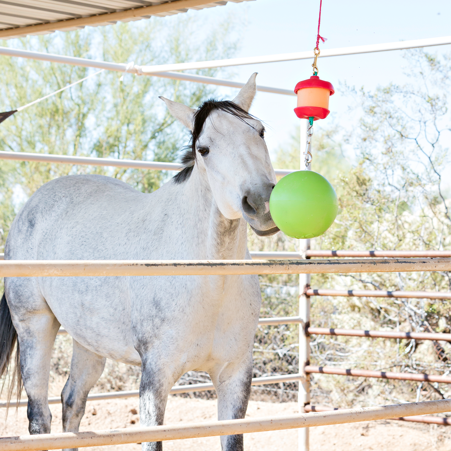 Nose It Horse Treat Ball & Toy Dispenses Grain, Pellets & More — Hay Pillow®