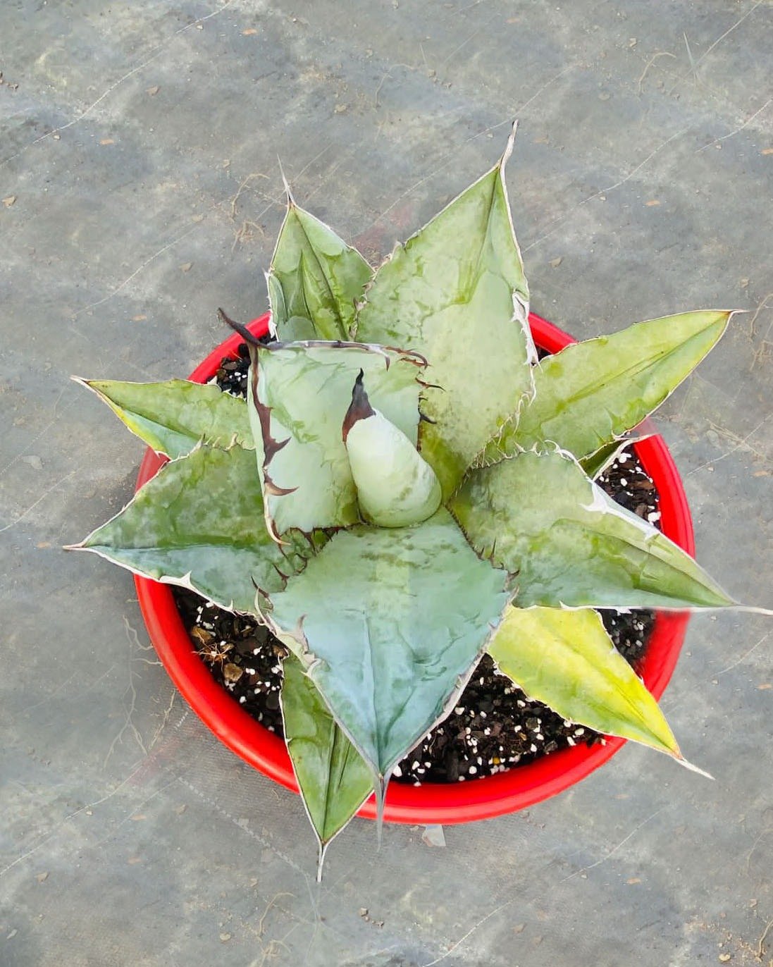 Agave Titanota Silver