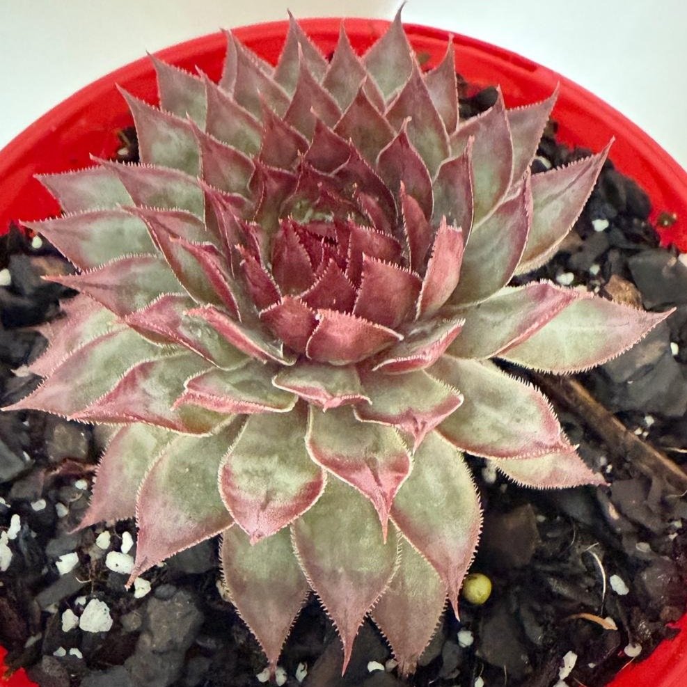 Sempervivum Special #64
