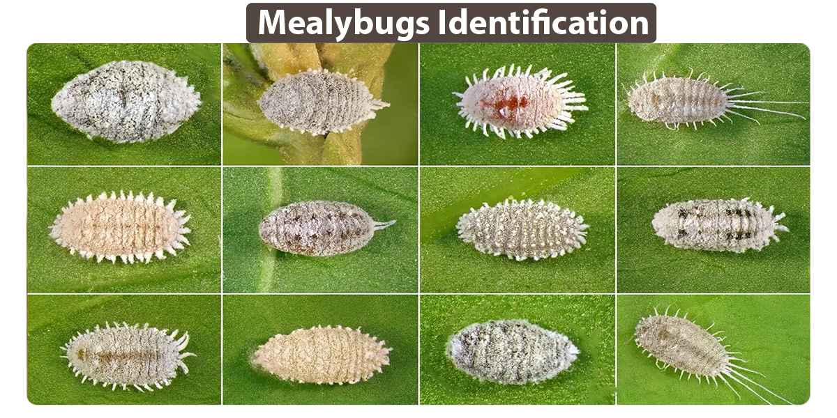 Mealy bug