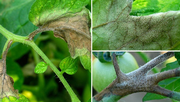 Late blight in tomato