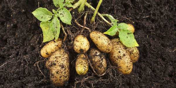 Potato Plant